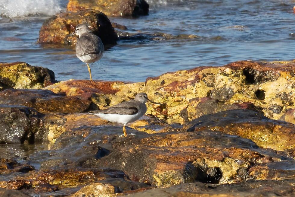 Terek Sandpiper (Xenus cinereus)