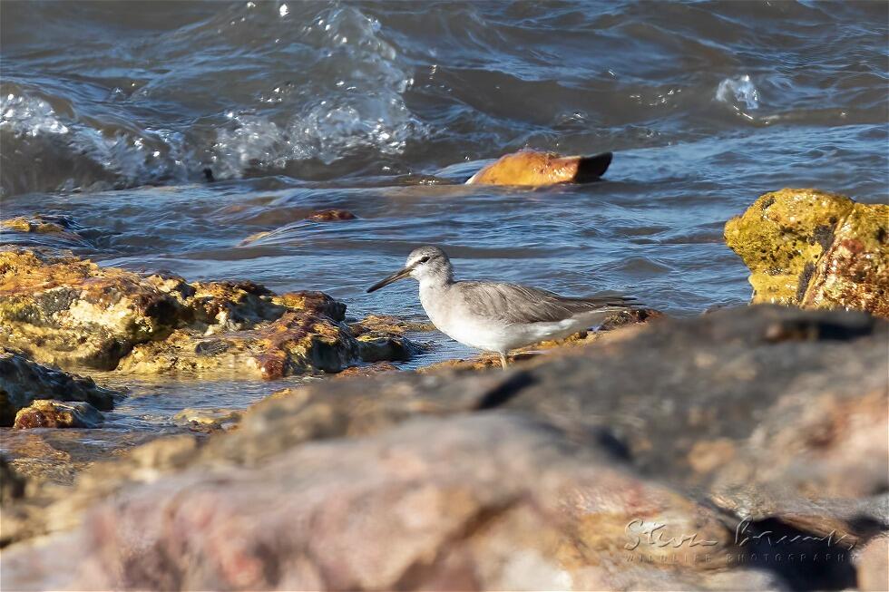 Grey-tailed Tattler (Tringa brevipes)