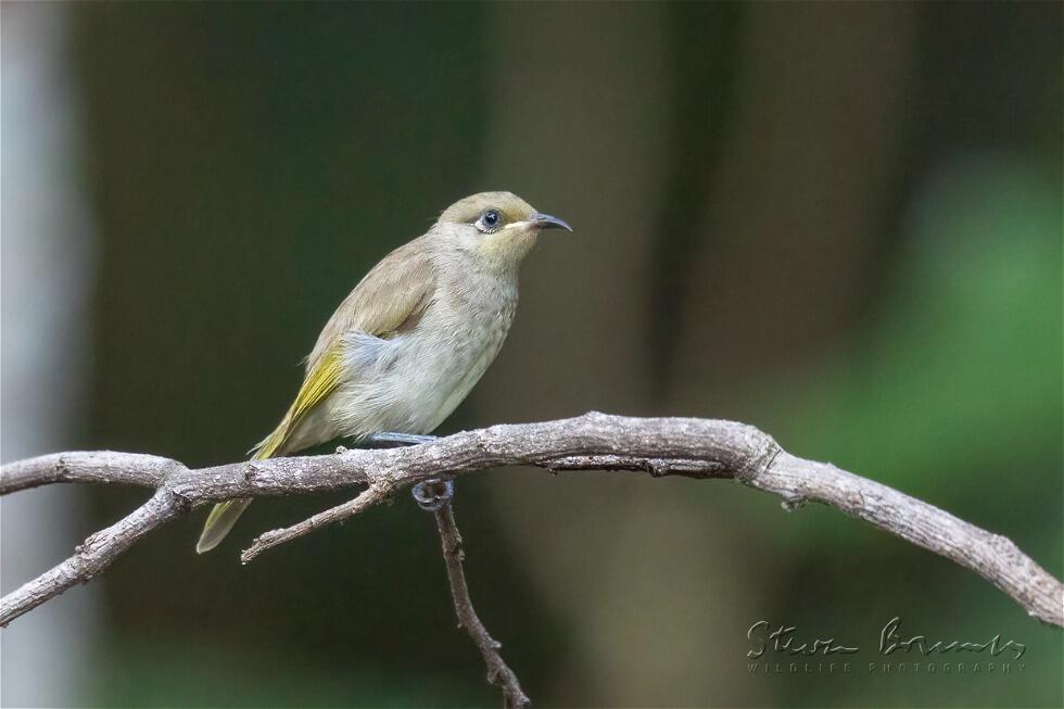 Brown Honeyeater (Lichmera indistincta)