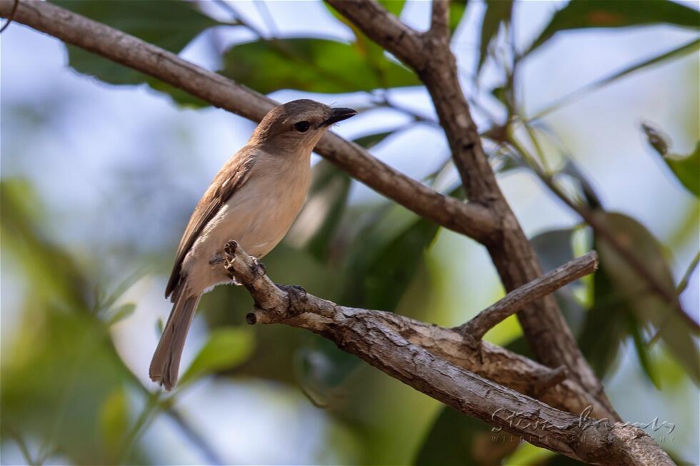 Grey Whistler (Pachycephala simplex)