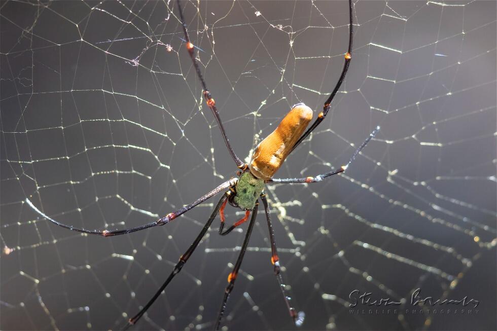 Giant Golden Orb Weaver (Nephila pilipes)