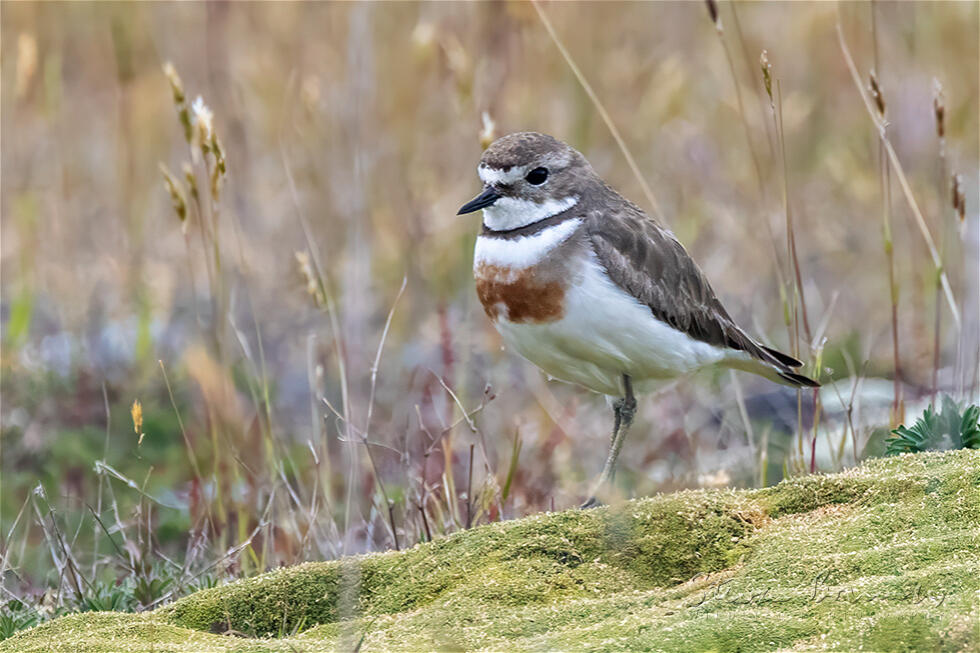 Double-banded Plover (Charadrius bicinctus)