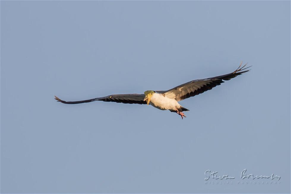 Masked Lapwing (Vanellus miles)
