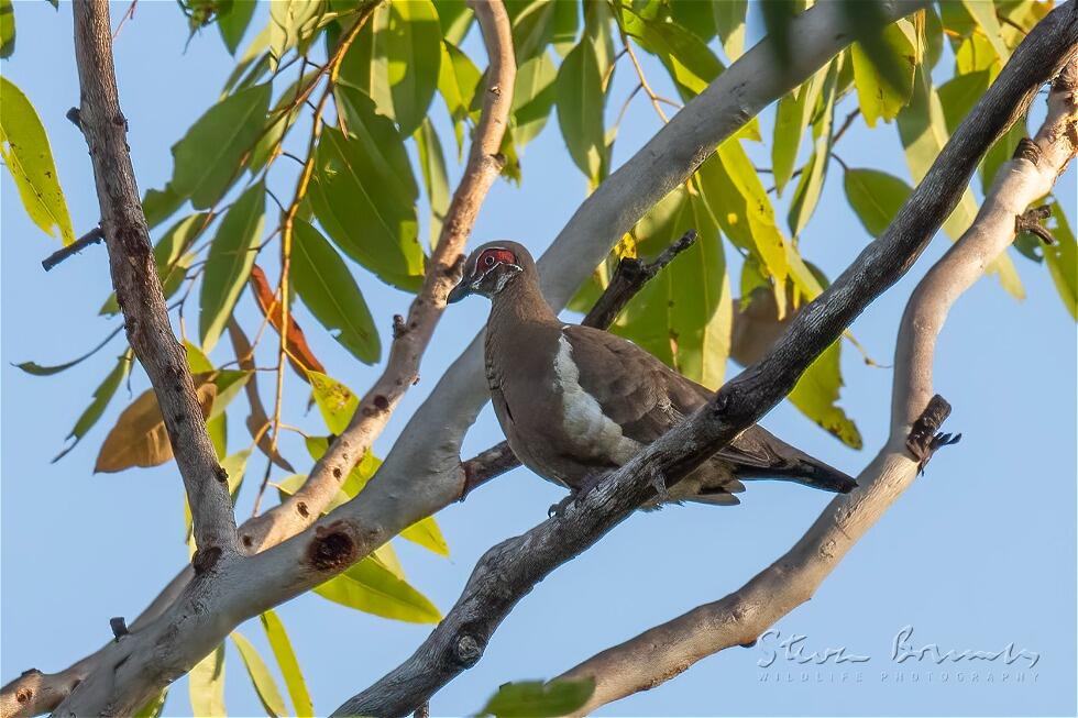 Partridge Pigeon (Geophaps smithii)