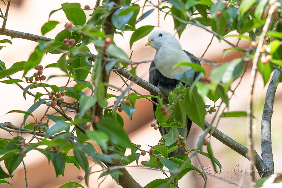 Black-banded Fruit Dove (Ptilinopus alligator)