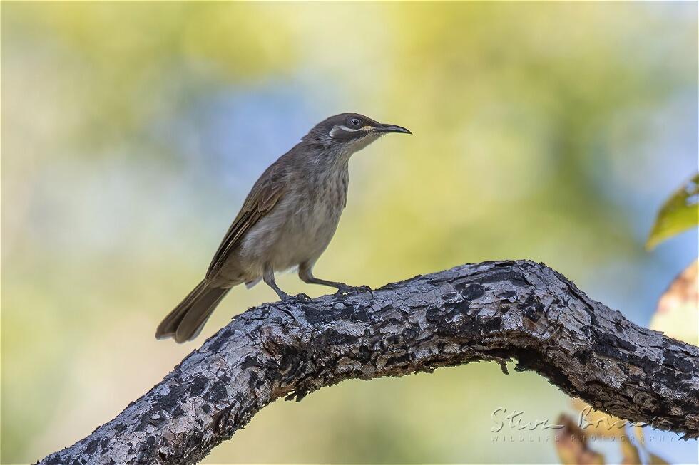 White-lined Honeyeater (Meliphaga albilineata)