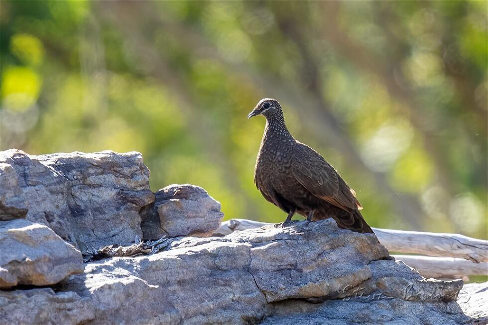 Chestnut-quilled Rock Pigeon (Petrophassa rufipennis)