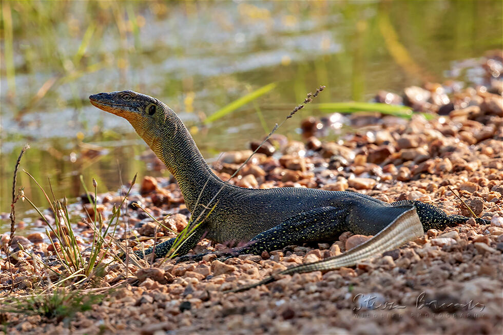 Mertens Water Monitor (Varanus mertensi)