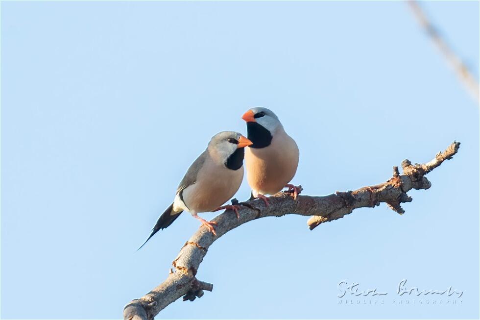 Long-tailed Finch (Poephila acuticauda)