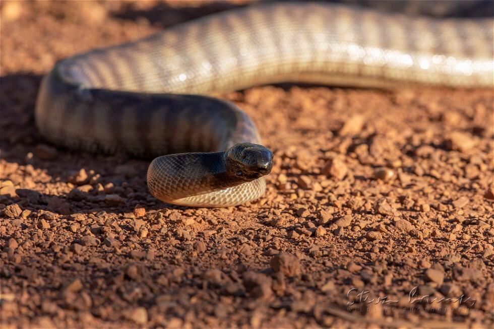 Black-headed Python (Aspidites melanocephalus)