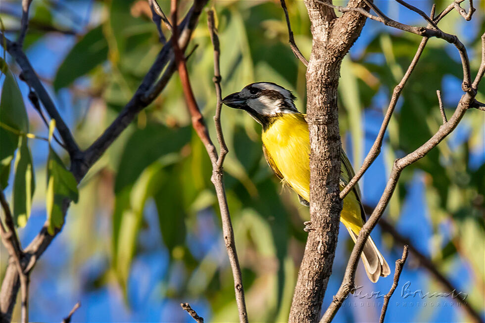 Crested Shriketit (Falcunculus frontatus)