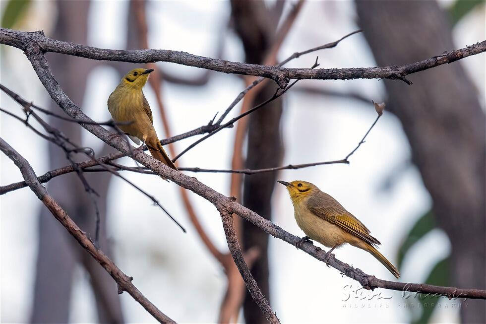 Yellow-tinted Honeyeater (Ptilotula flavescens)