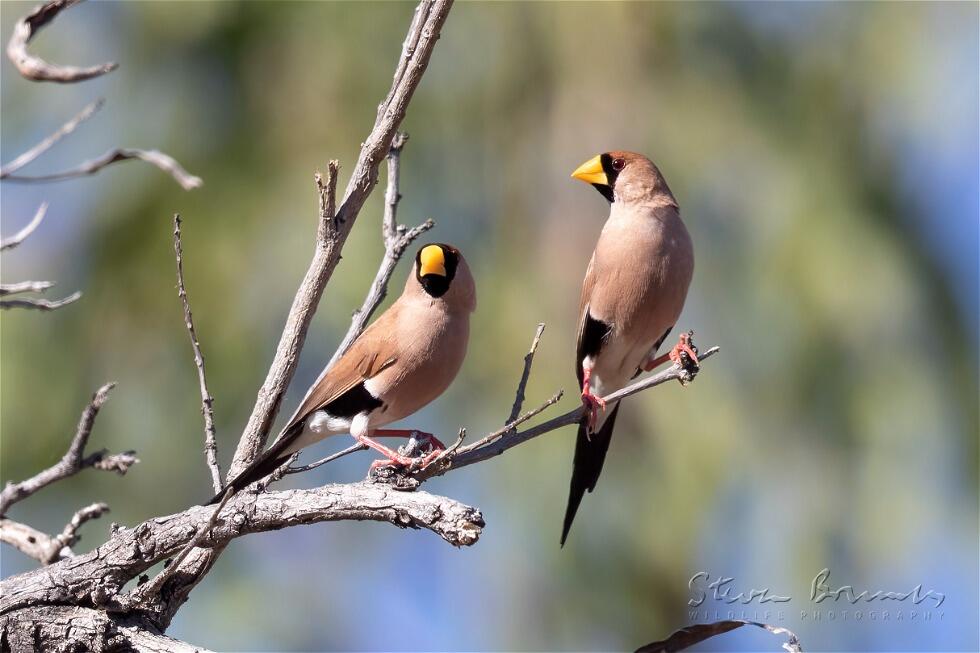 Masked Finch (Poephila personata)