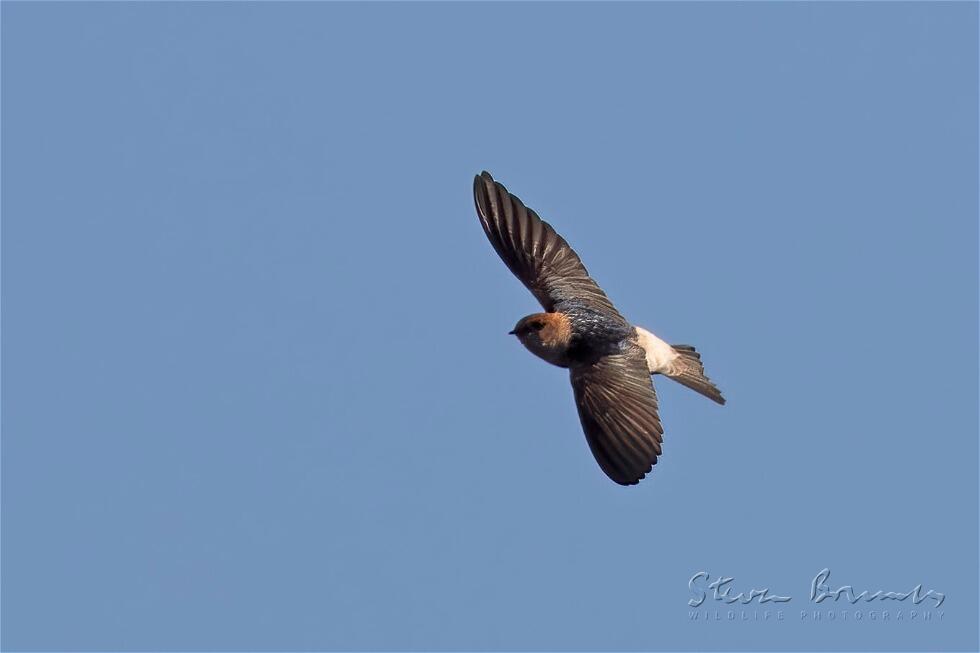 Fairy Martin (Petrochelidon ariel)