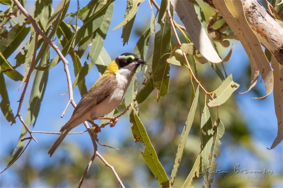 Black-chinned Honeyeater (Melithreptus gularis)