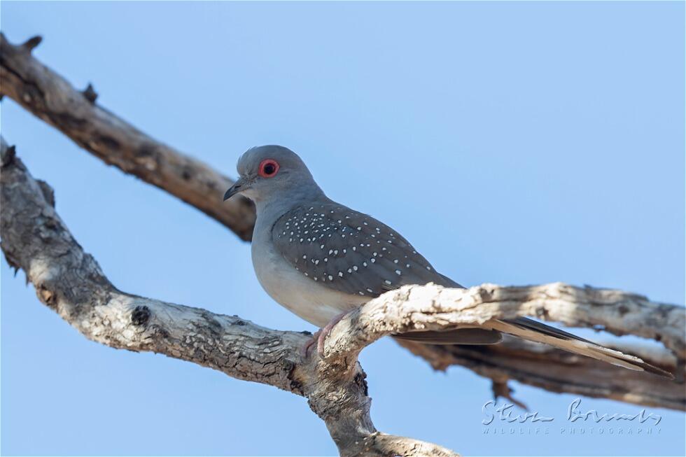 Diamond Dove (Geopelia cuneata)