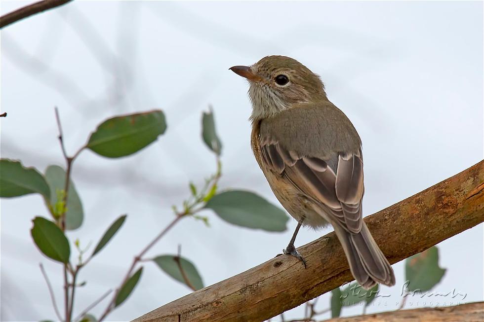 Rufous Whistler (Pachycephala rufiventris)