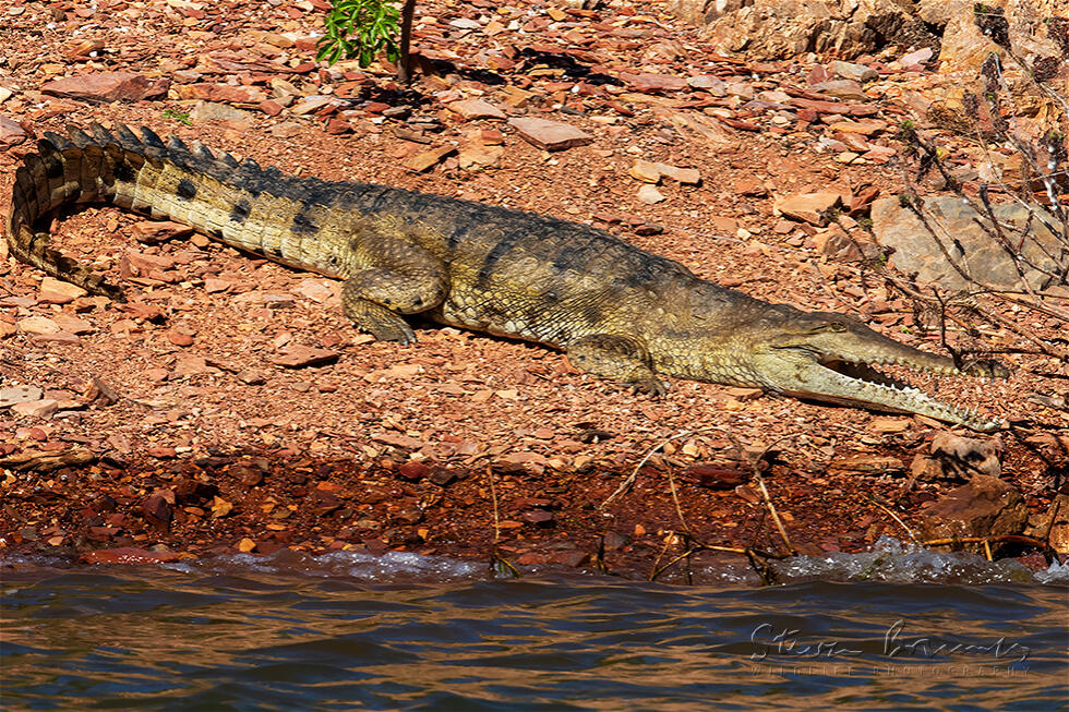 Freshwater Crocodile, Johnstone River Crocodile (Crocodylus johnsoni)