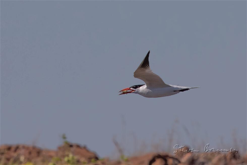 Caspian Tern (Hydroprogne caspia)