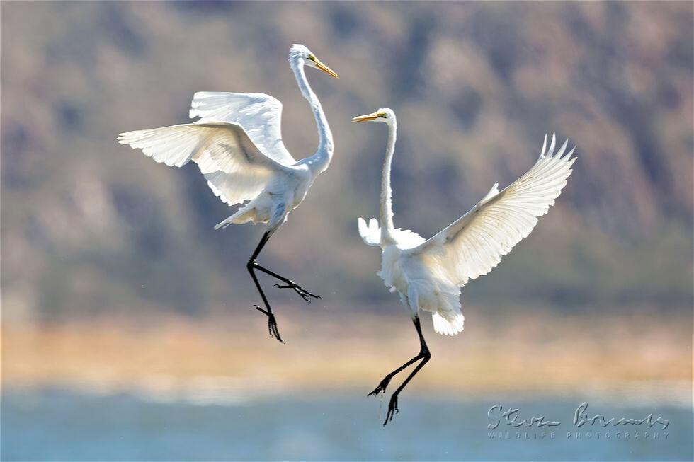 Great Egret (Ardea alba)