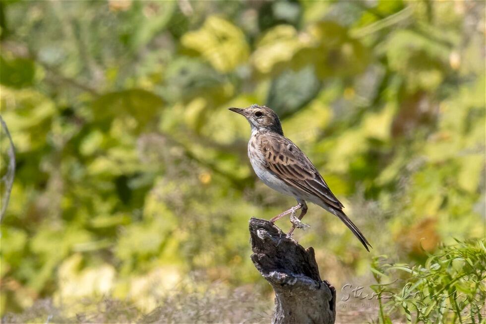 Brown Songlark (Cincloramphus cruralis)