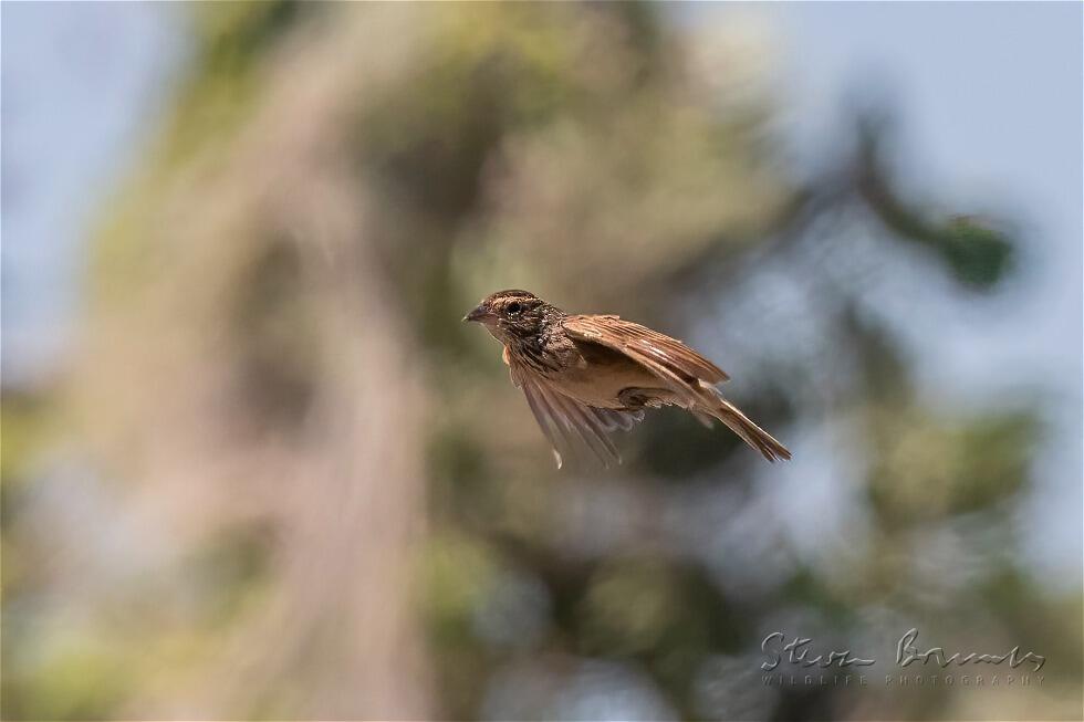 Horsfield's Bush Lark (Mirafra javanica)