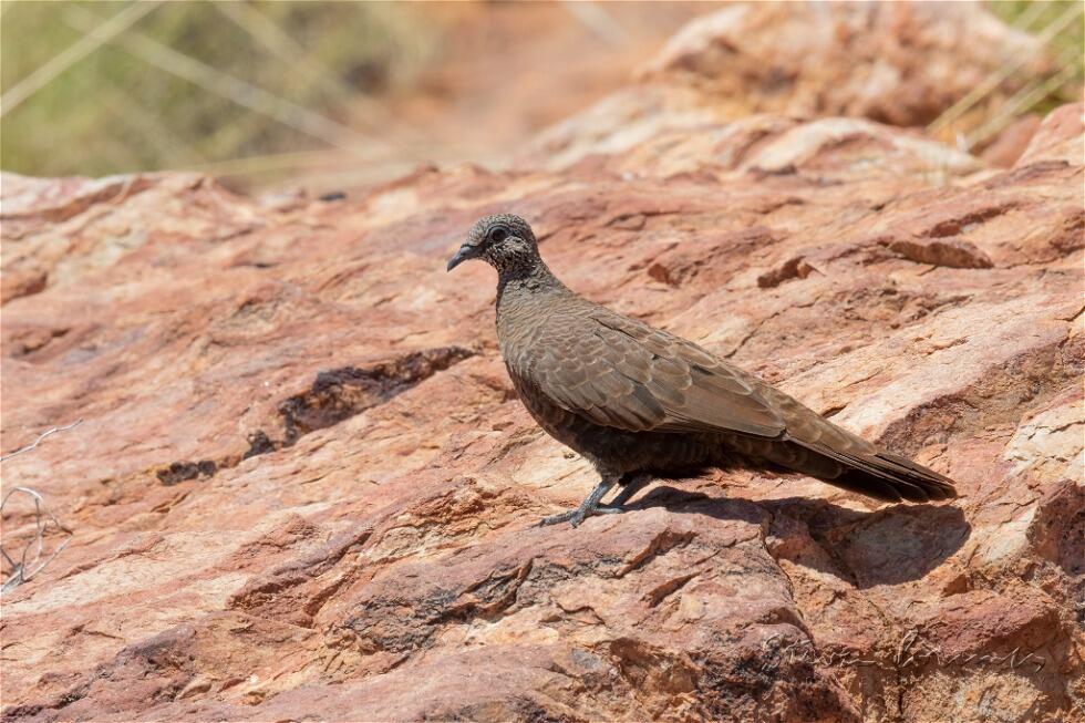 White-quilled Rock Pigeon (Petrophassa albipennis)