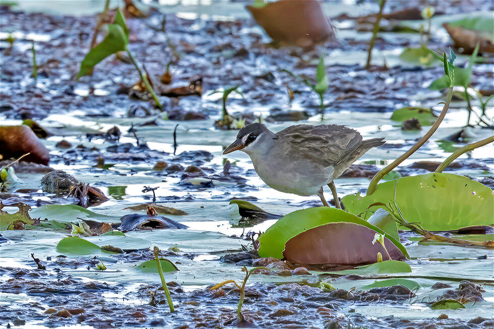 White-browed Crake (Porzana cinerea)