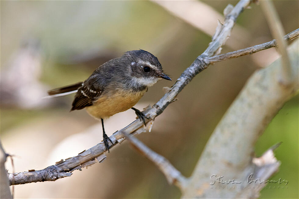 Mangrove Fantail (Rhipidura phasiana)