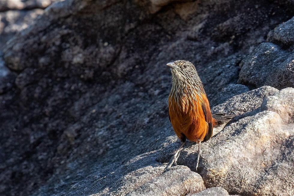 Black Grasswren (Amytornis housei)