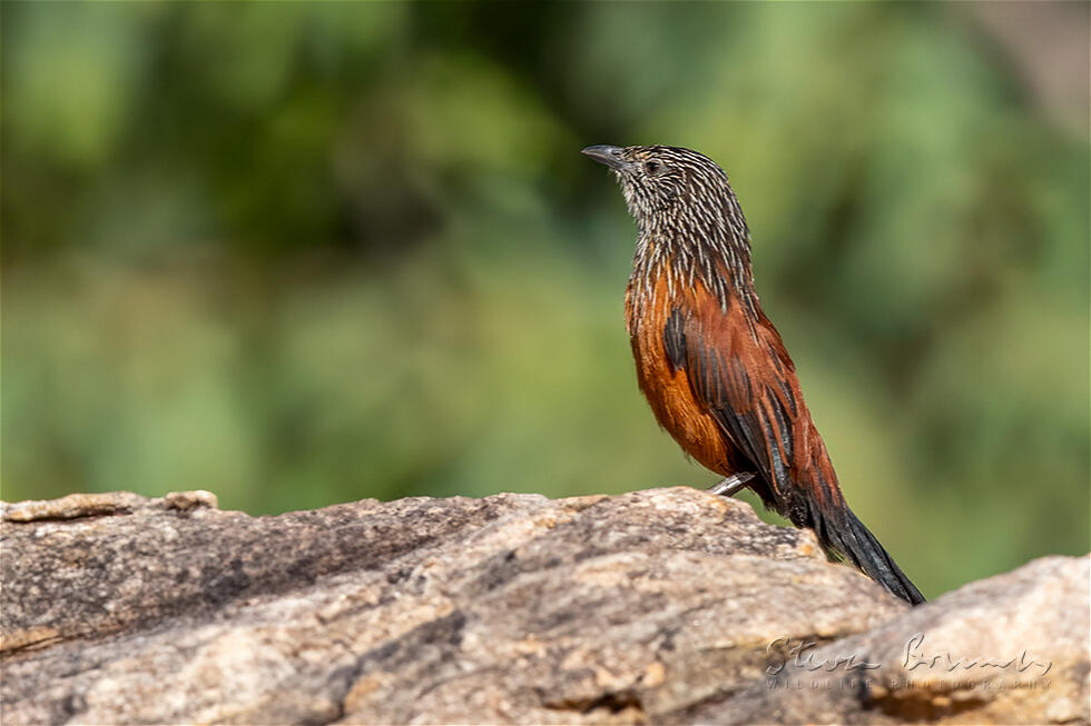 Black Grasswren (Amytornis housei)