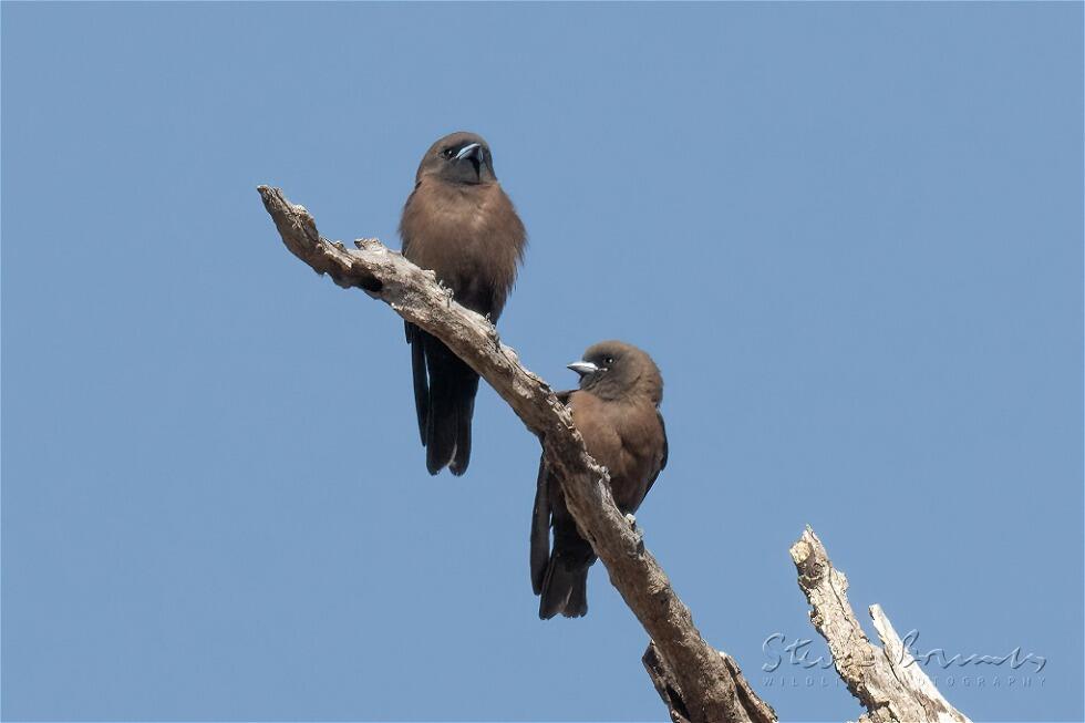 Little Woodswallow (Artamus minor)