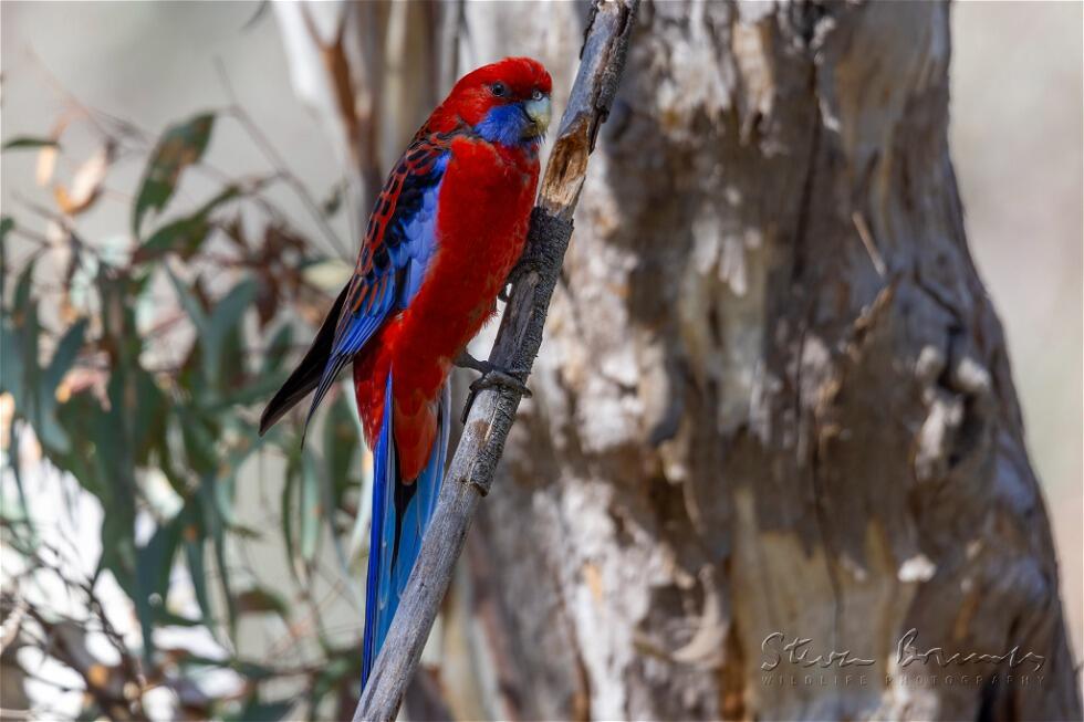 Crimson Rosella (Platycercus elegans)