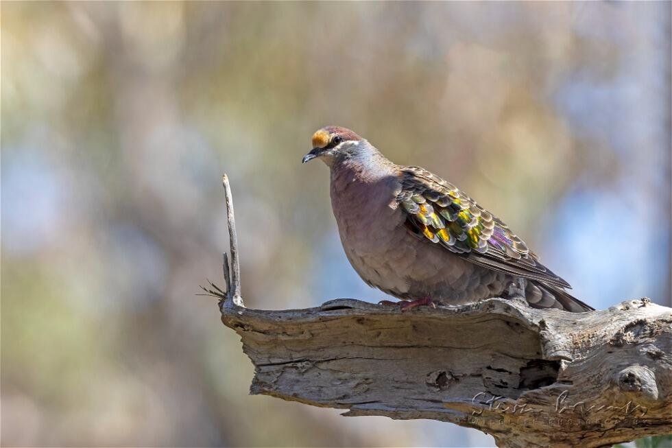 Common Bronzewing (Phaps chalcoptera)