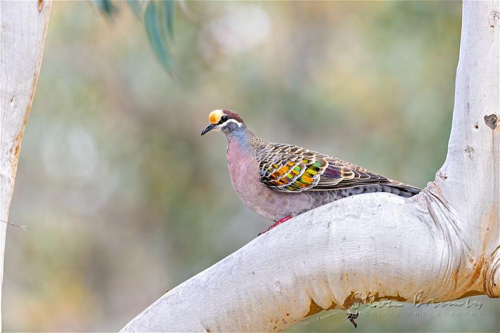 Common Bronzewing (Phaps chalcoptera)