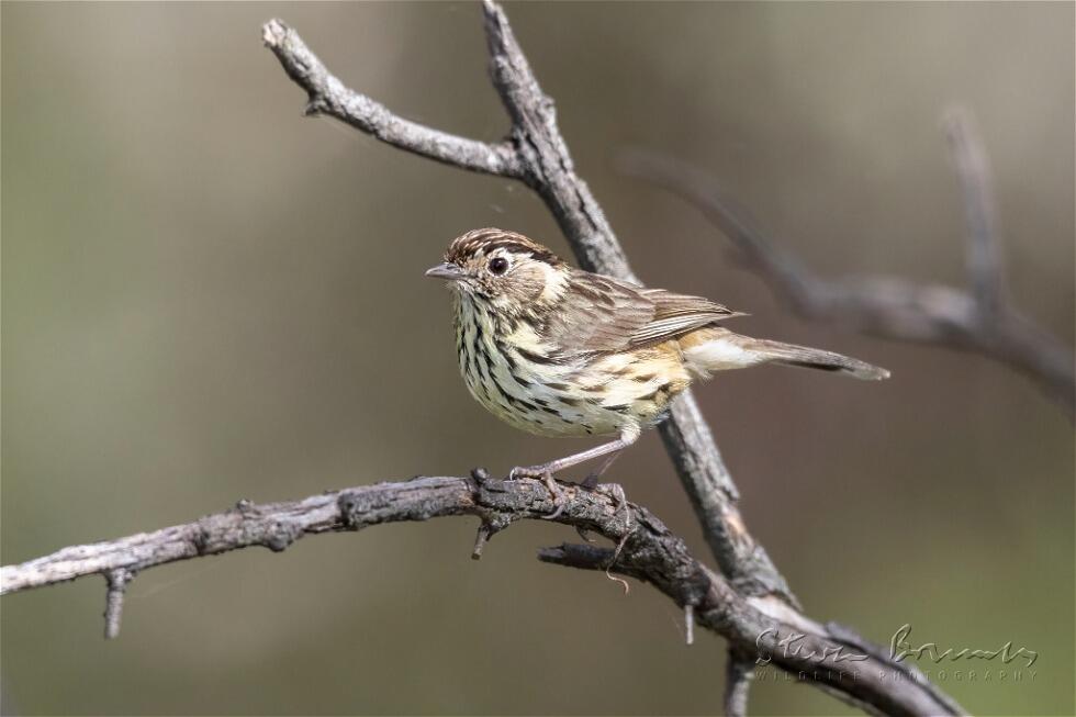 Speckled Warbler (Pyrrholaemus sagittatus)