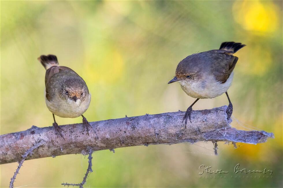 Buff-rumped Thornbill (Acanthiza reguloides)