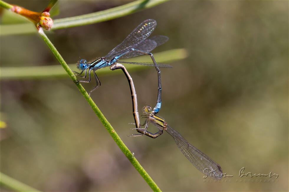 Wandering Ringtail (Austrolestes leda)