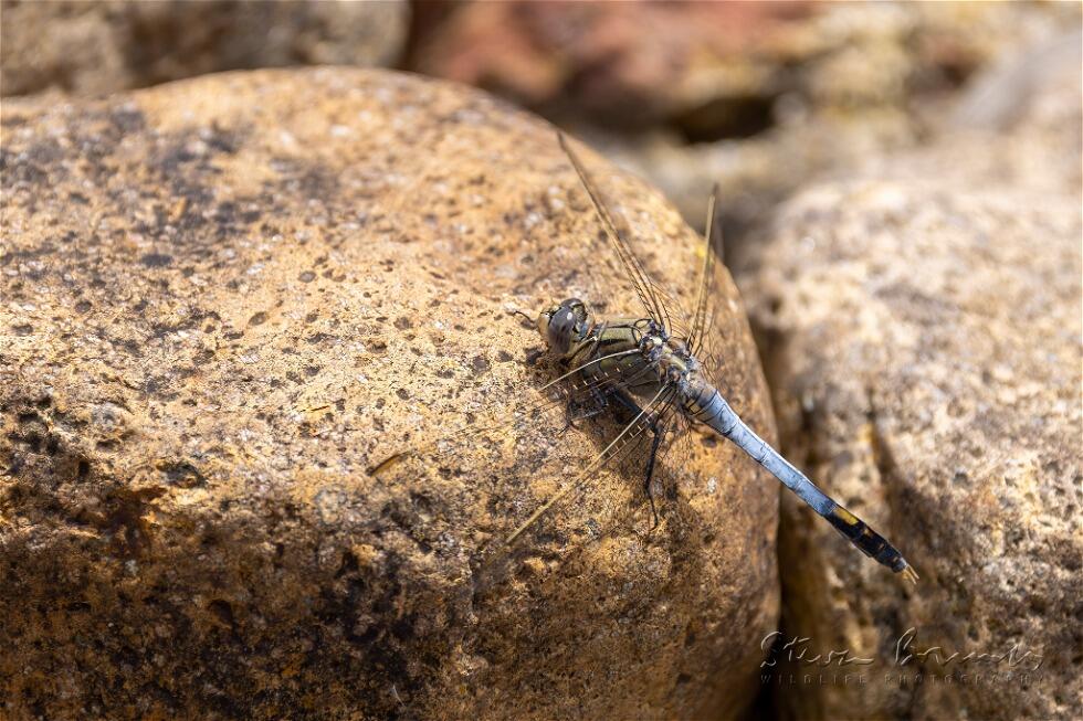 Blue Skimmer (Orthetrum caledonicum)