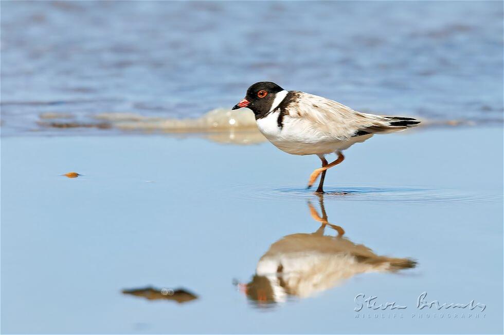 Hooded Dotterel (Thinornis cucullatus)