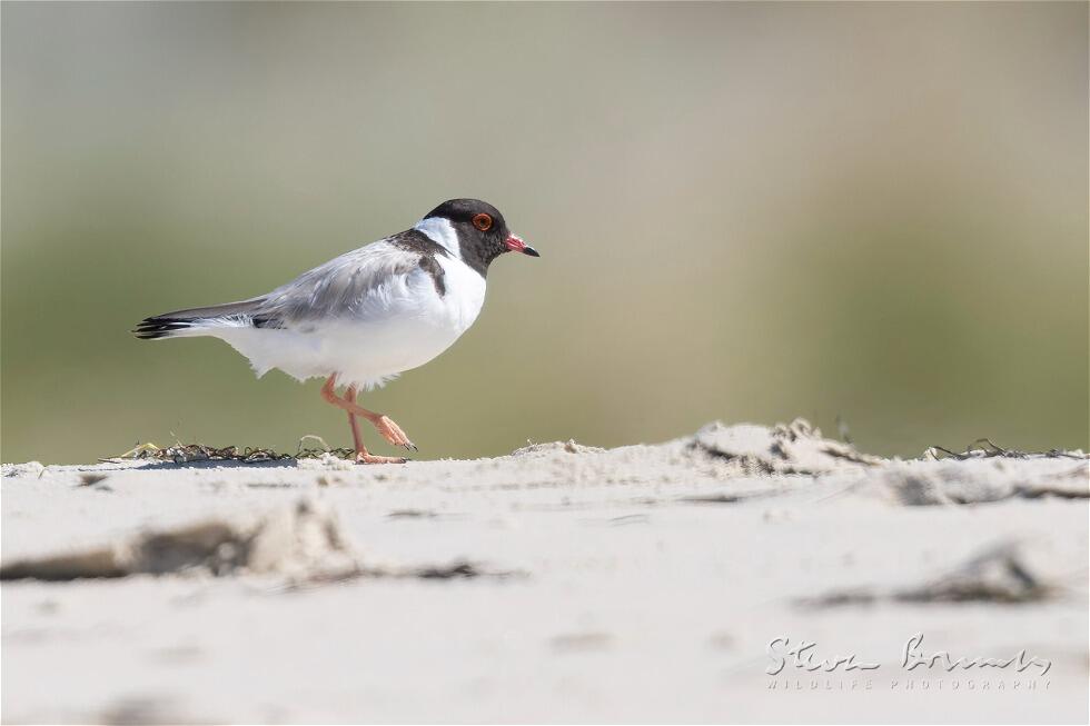 Hooded Dotterel (Thinornis cucullatus)