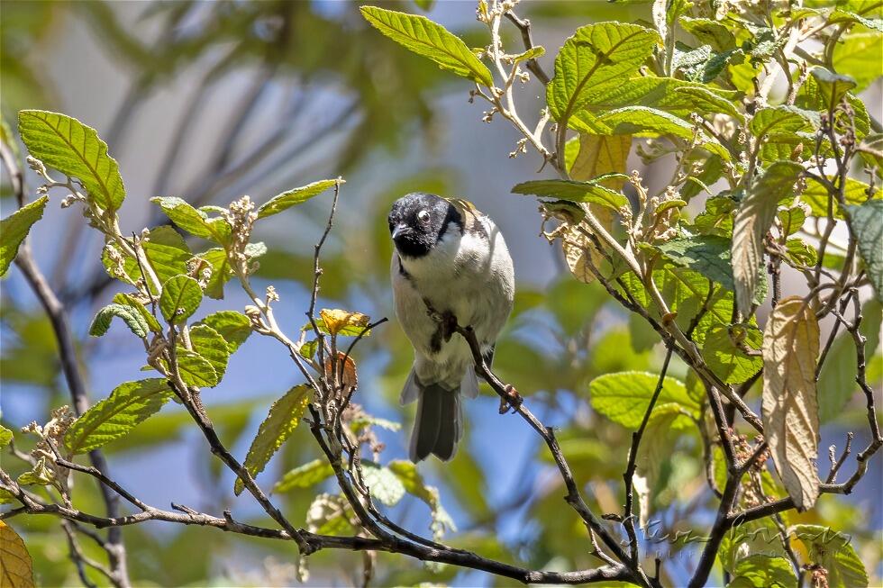 Black-headed Honeyeater (Melithreptus affinis)