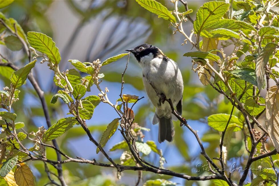 Black-headed Honeyeater (Melithreptus affinis)