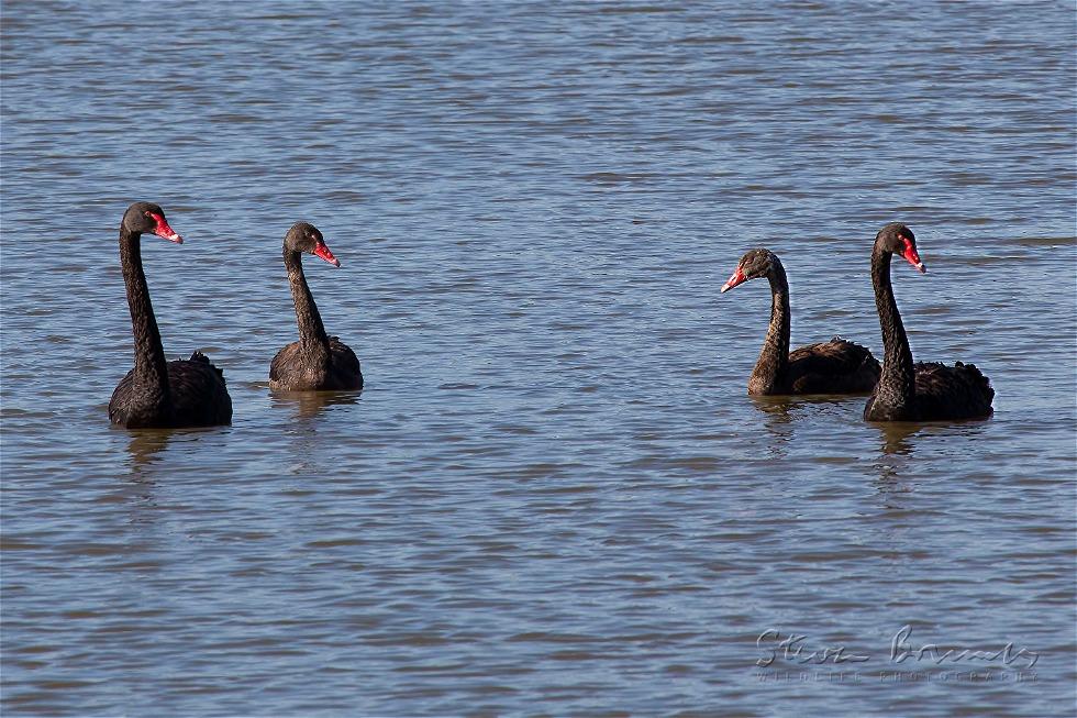 Black Swan (Cygnus atratus)
