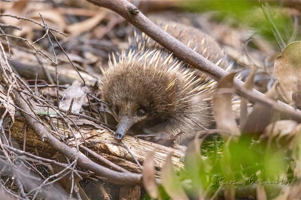 Short-Beaked Echidna (Tachyglossus aculeatus)