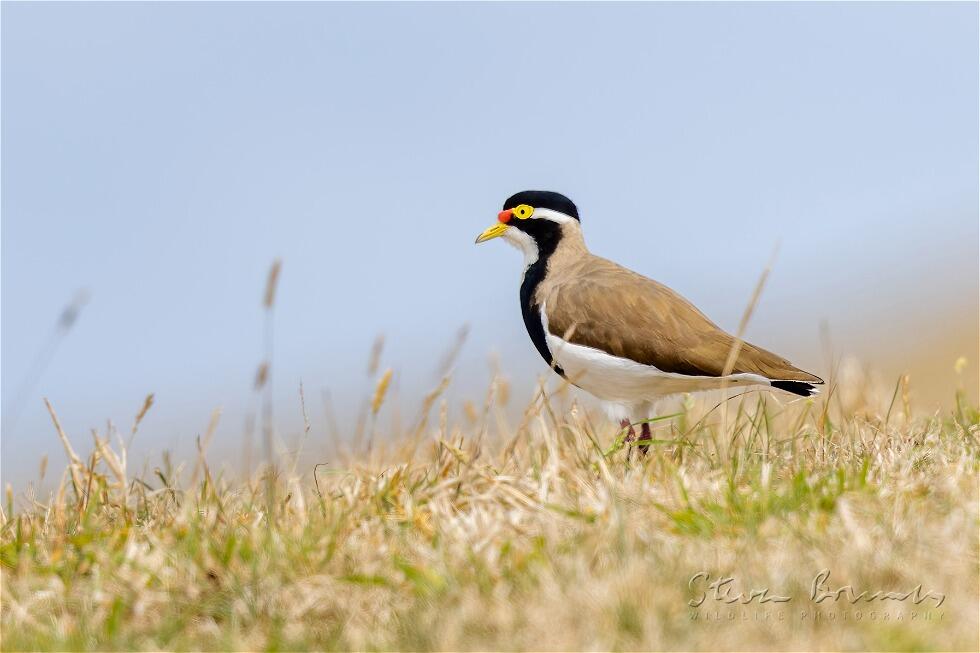 Banded Lapwing (Vanellus tricolor)