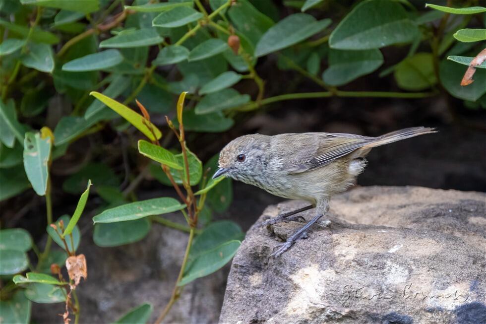 Brown Thornbill (Acanthiza pusilla)