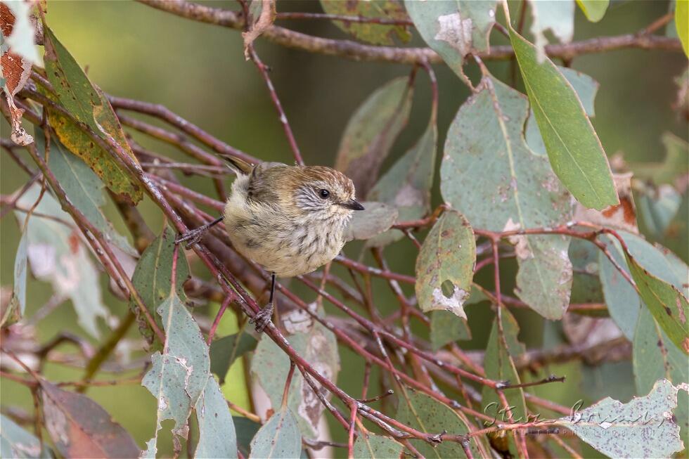 Striated Thornbill (Acanthiza lineata)