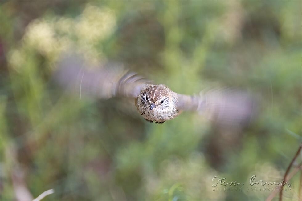 Striated Thornbill (Acanthiza lineata)