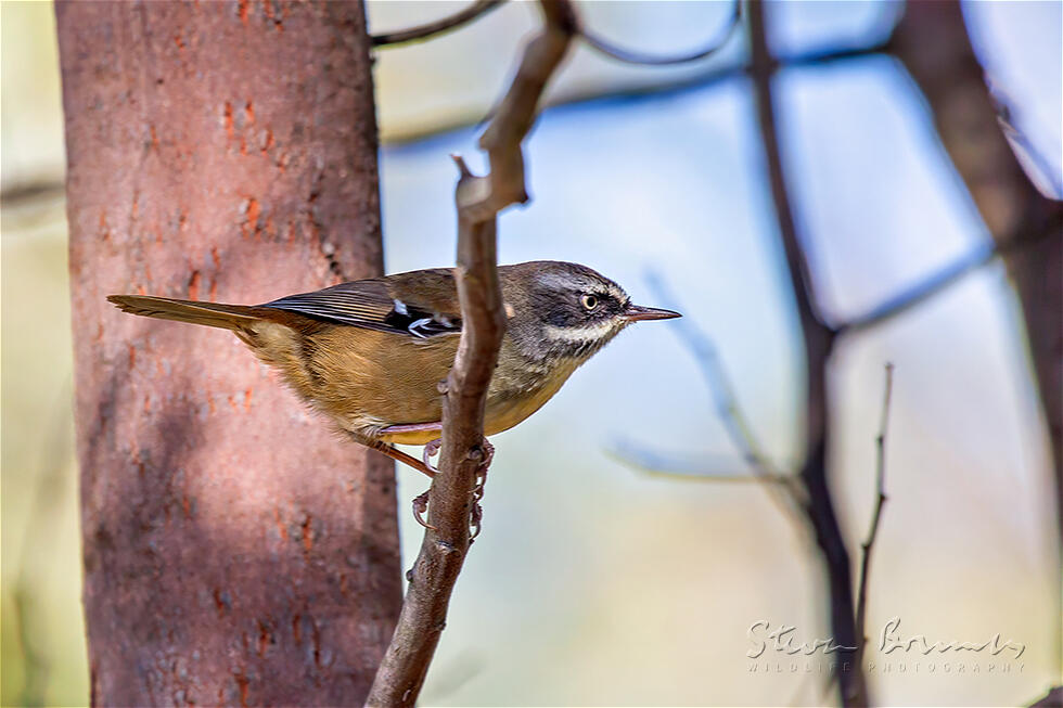 White-browed Scrubwren (Sericornis frontalis)